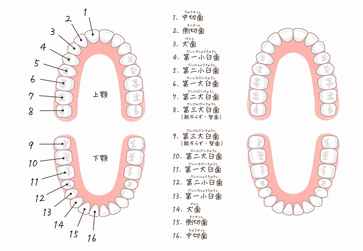 岸和田で親知らずの抜歯なら久米歯科クリニックへ