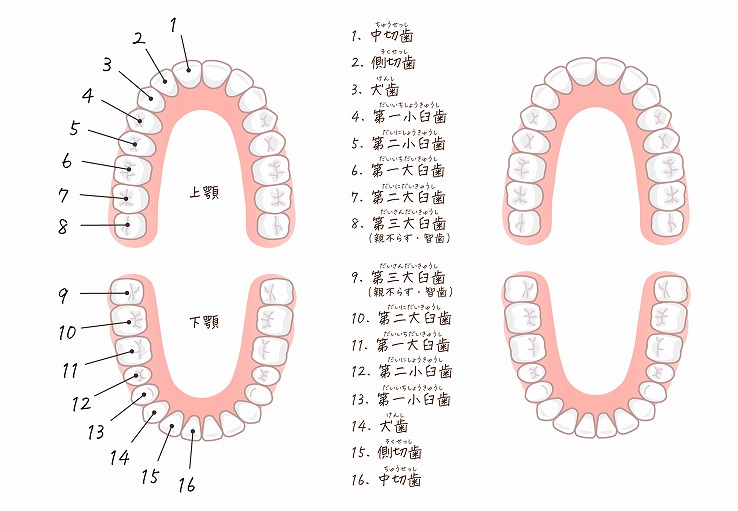 岸和田で親知らずの抜歯なら久米歯科クリニックへ